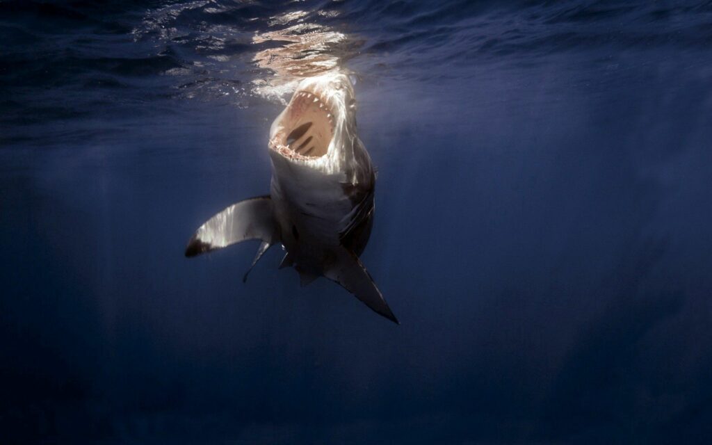 Captivating Shark Swimming Wallpaper - Dramatic Underwater Scene
