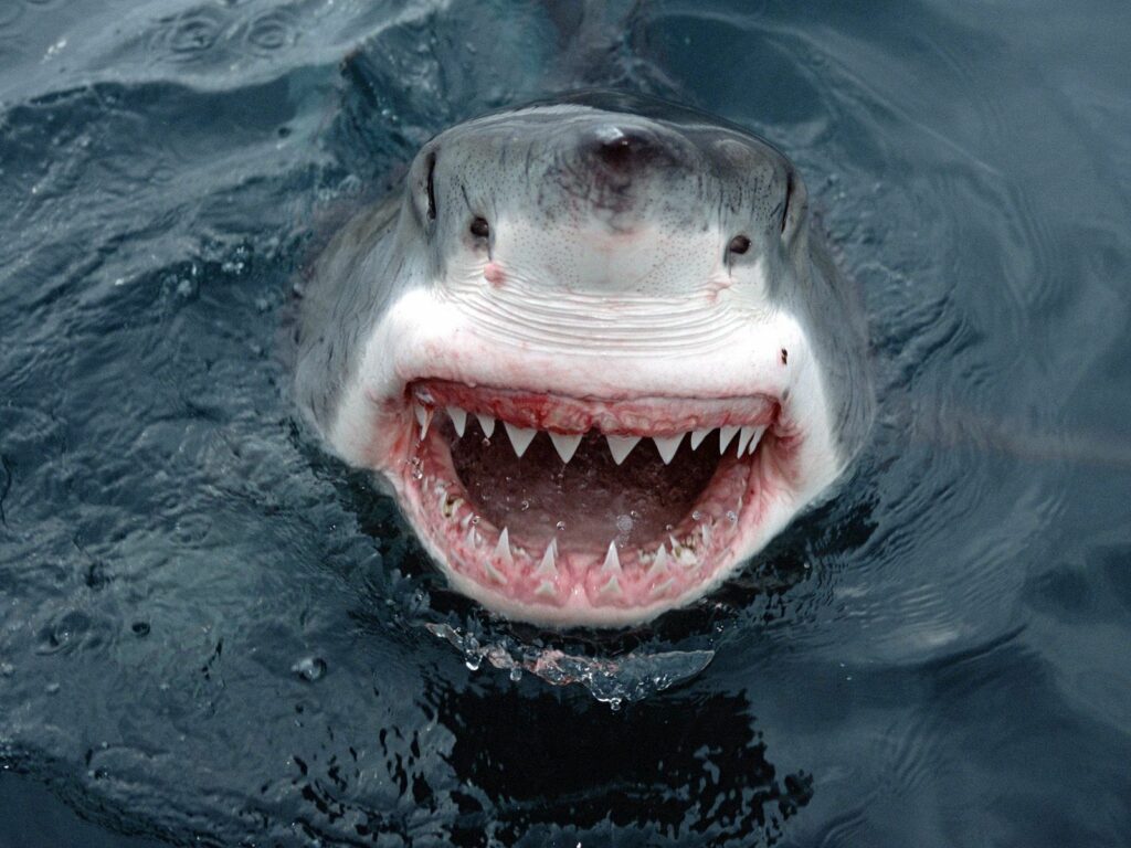 Close-Up Shark Wallpaper: Awe-Inspiring Apex Predator Image