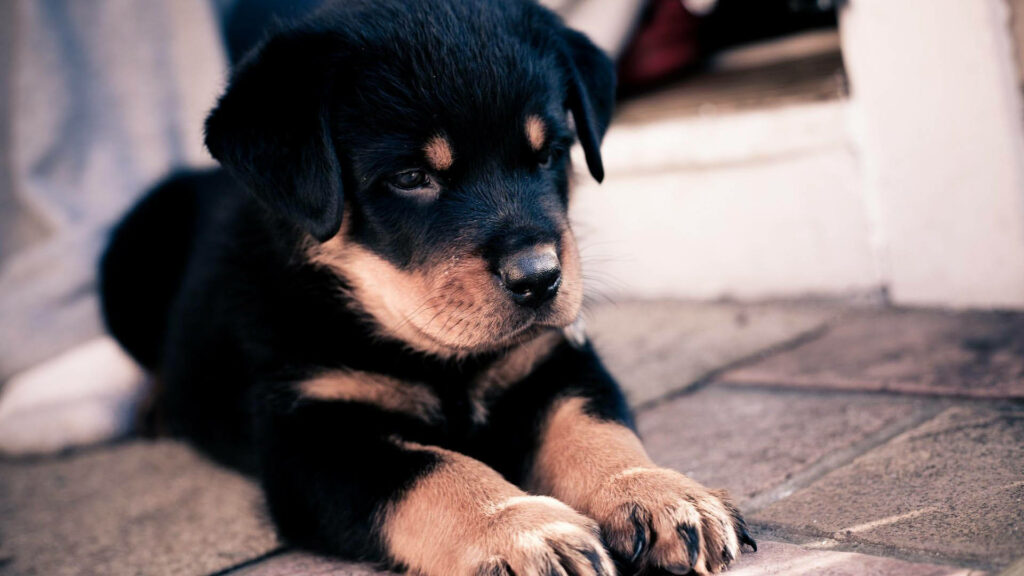 Stretching Rottweiler Pup Exuding Adorable Energy Against Urban Backdrop Wallpaper