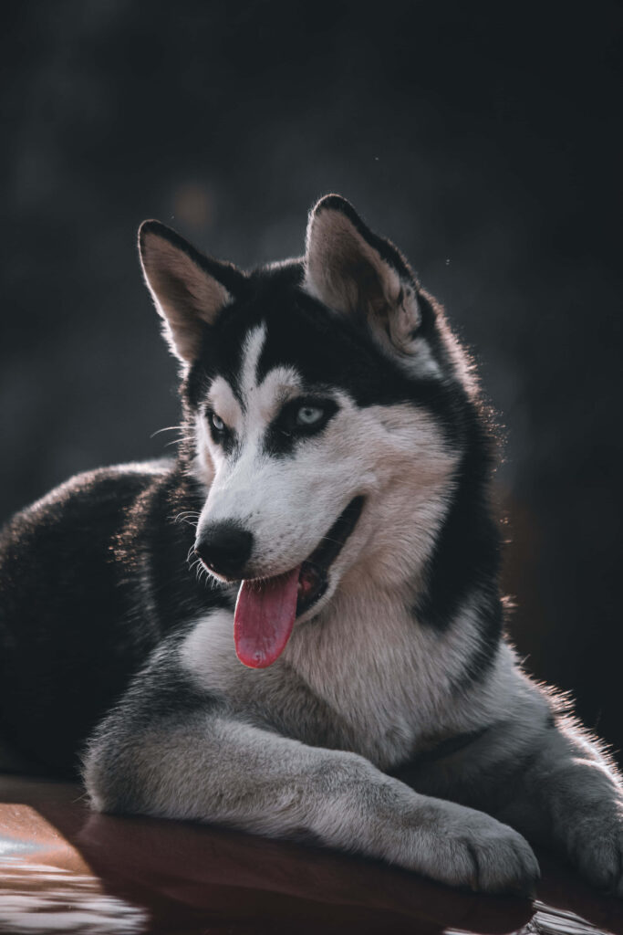 Stunning Siberian Husky Wallpaper: Blue Eyes & Charming Expression