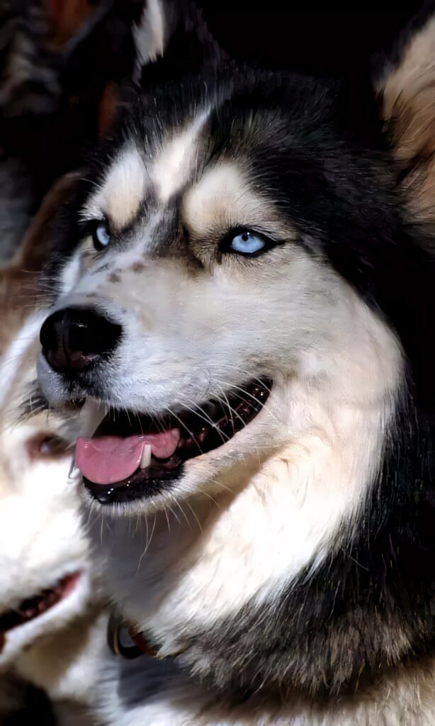 Close-Up of Cheerful Siberian Husky with Striking Blue Eyes Wallpaper