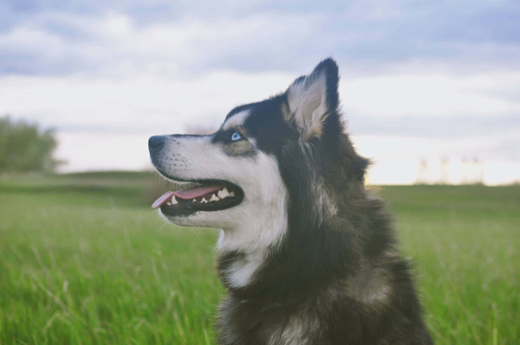 Siberian Husky Side Profile Wallpaper in Serene Open Field