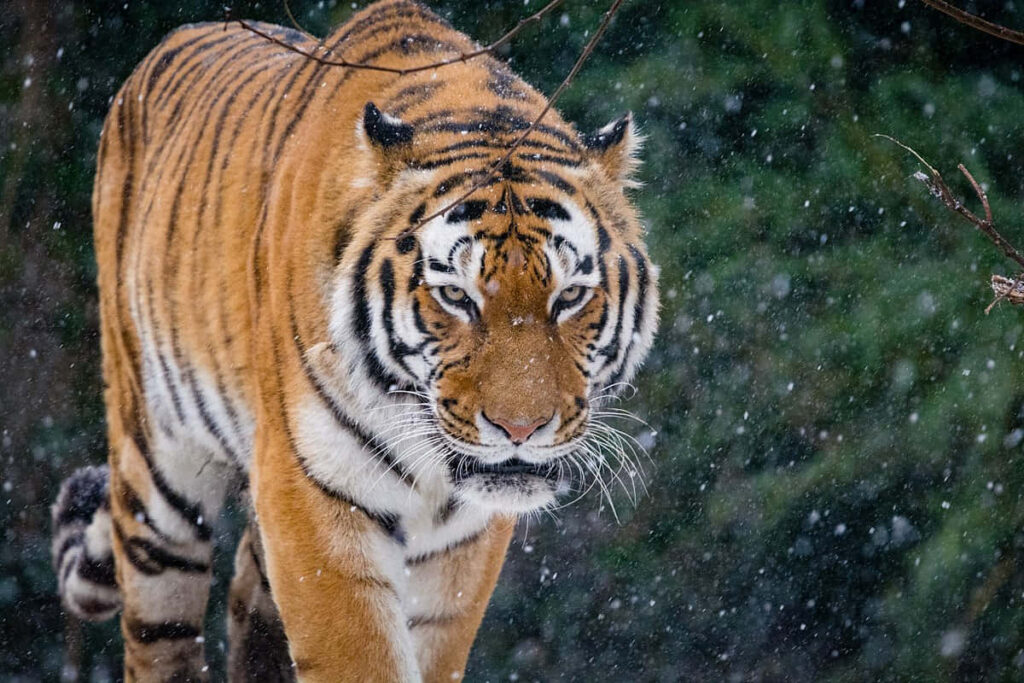 Stunning Siberian Tiger Wallpaper in Snowy Landscape - Nature's Strength