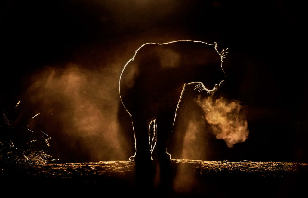 Silhouetted Lion Wallpaper: Strength in Dramatic Backlit Glow