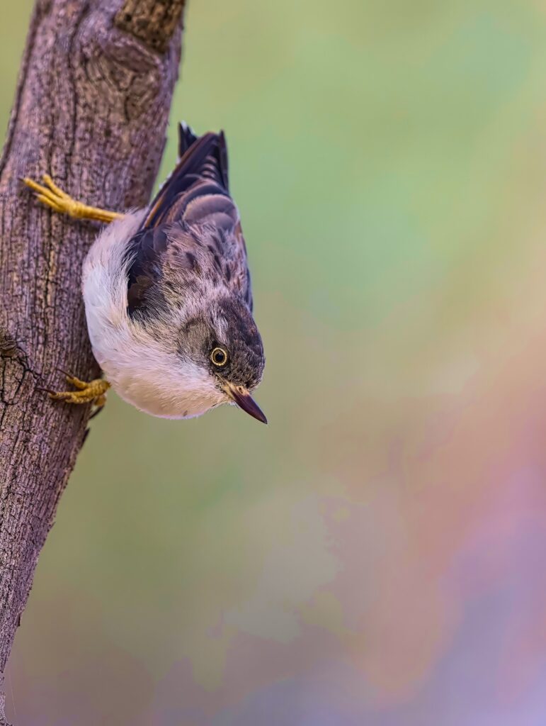 Sitella Bird on Tree Bark - Captivating Wildlife Wallpaper