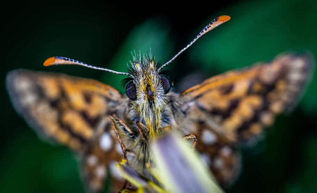 Stunning Skipper Butterfly Wallpaper: Intricate Details & Vivid Patterns