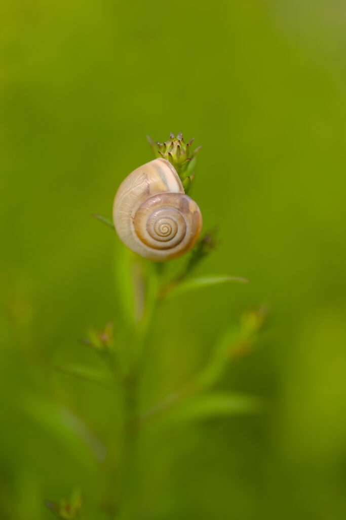 Macro Snail Wallpaper: Spiral Shell on Green Plant Background
