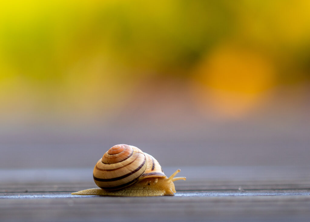 Stunning Snail Wallpaper: Close-Up of Beautifully Patterned Shell