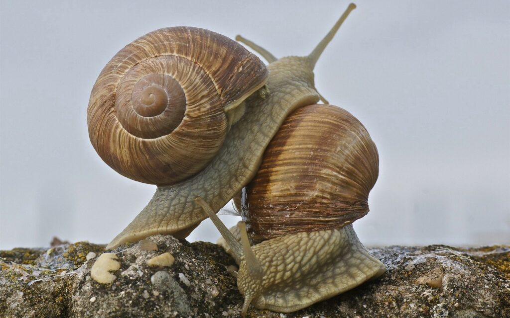Intricate Snails Wallpaper – Nature's Beauty in 1920x1200 Resolution