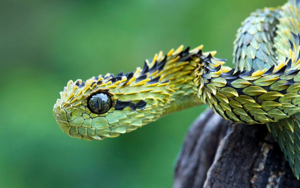 Captivating Snake Close-Up Wallpaper with Intricate Scales