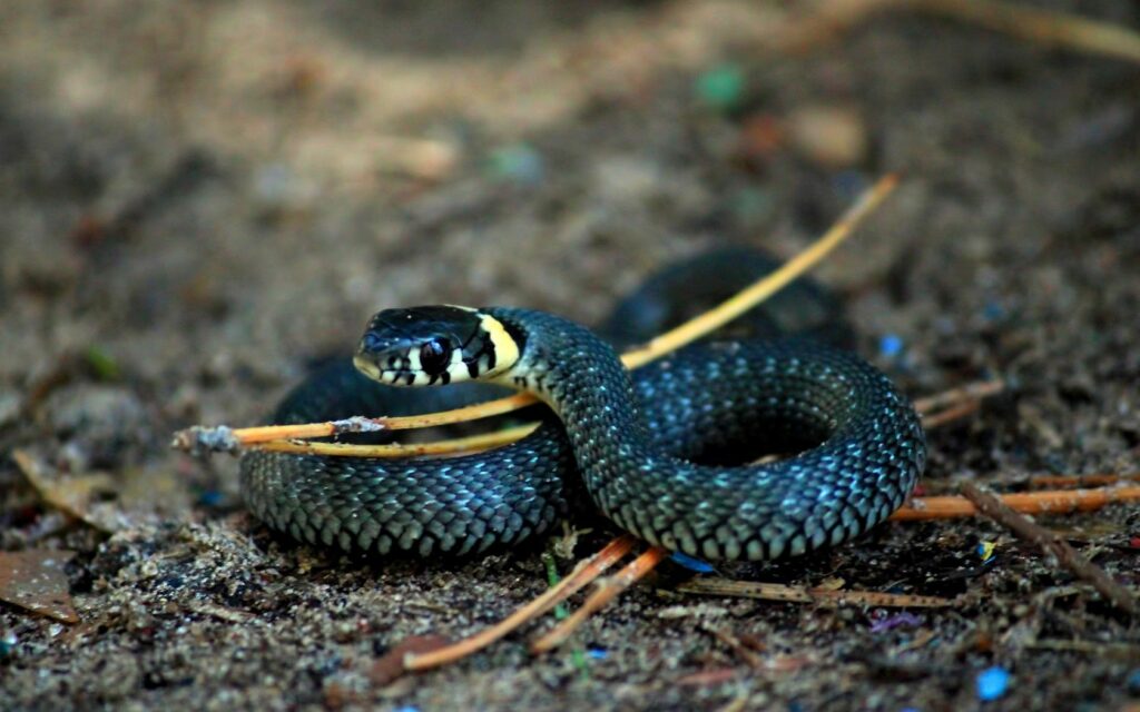 Stunning Snake Macro Wallpaper: Intricate Scales & Natural Beauty
