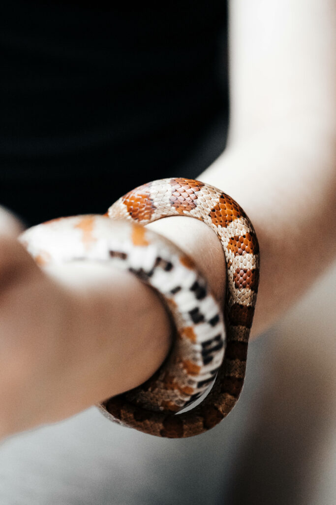 Elegant Snake Coiling Around Arm - Striking Wallpaper Background