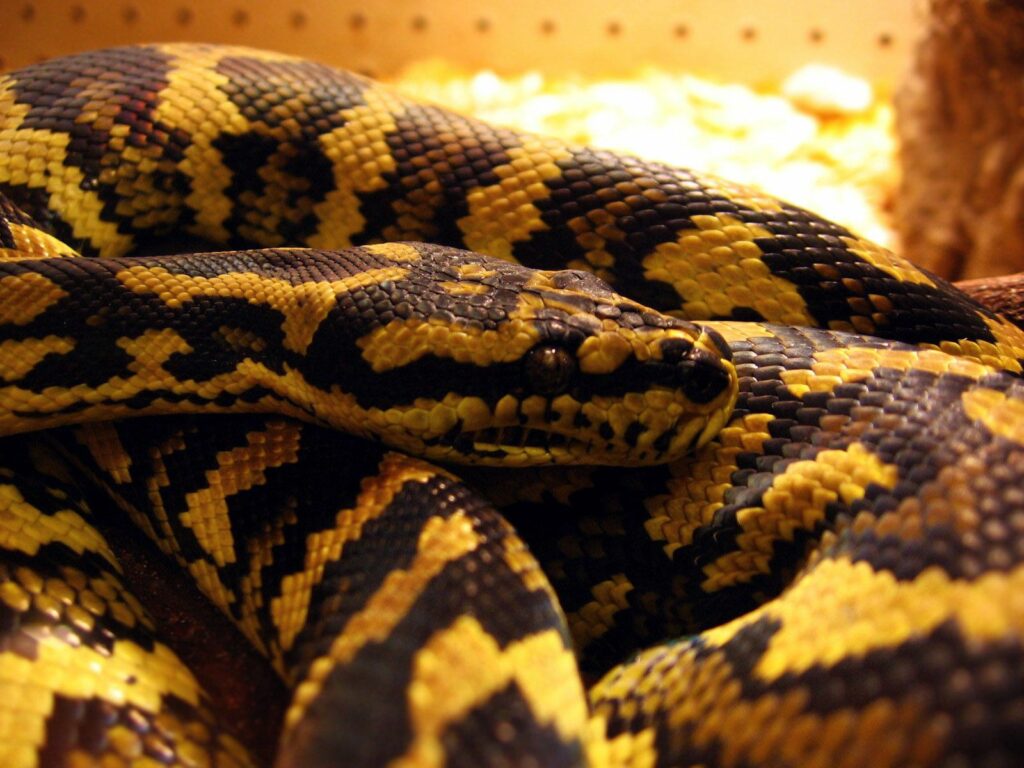 Intricate Black & Yellow Snake Wallpaper: Captivating Close-Up
