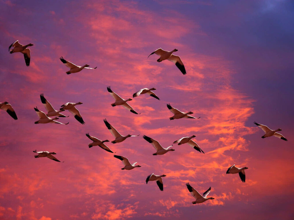 Stunning Snow Geese in Flight Against Dramatic Sunset Background Wallpaper