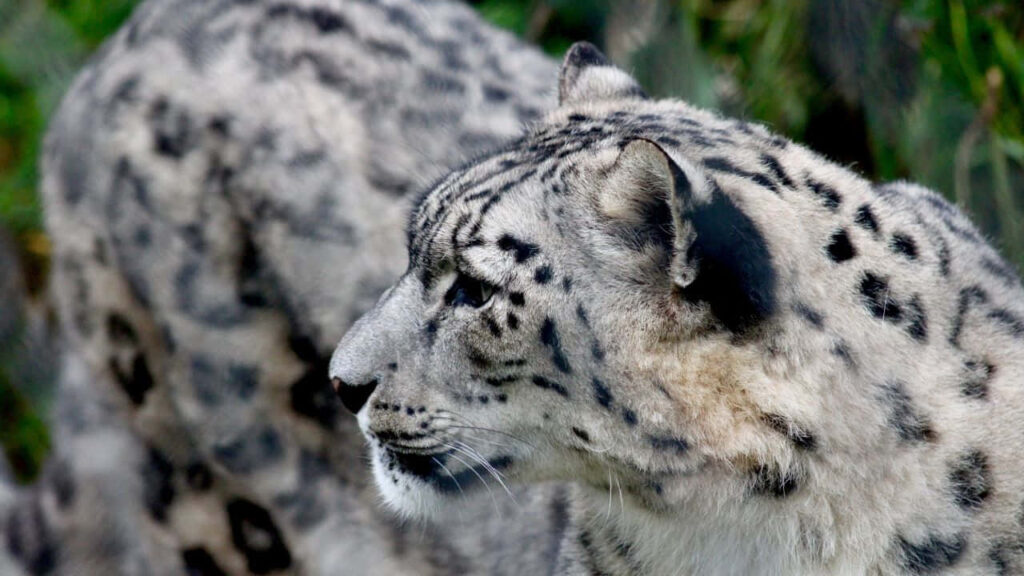 Snow Leopard Profile: Stunning Spotted Fur in Natural Background Wallpaper