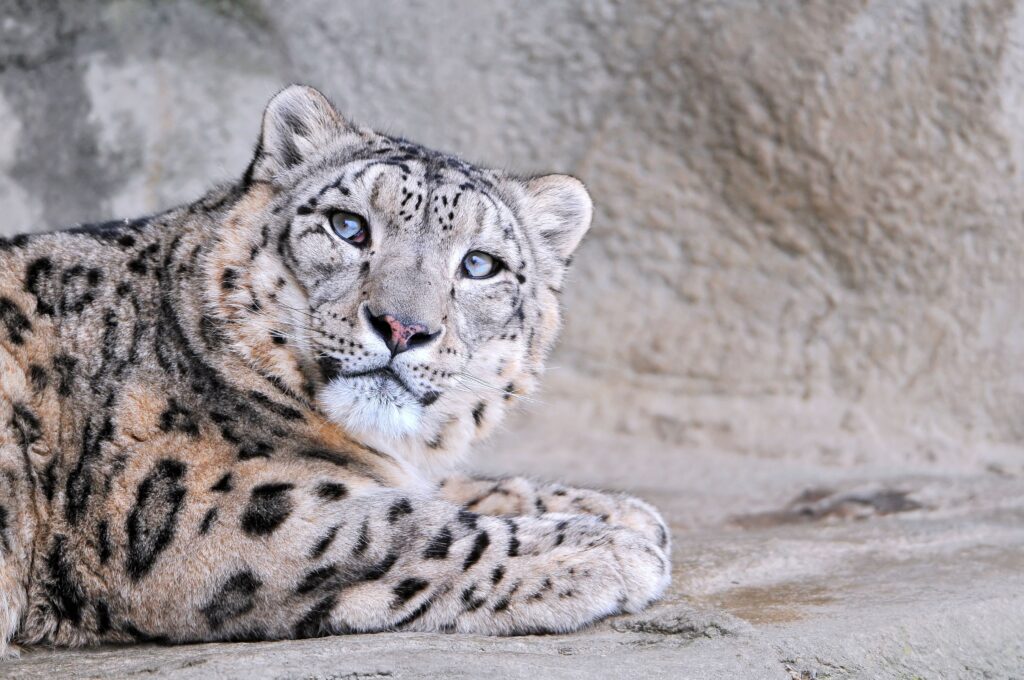 Stunning Snow Leopard Portrait: Elegant Beauty & piercing Eyes Wallpaper