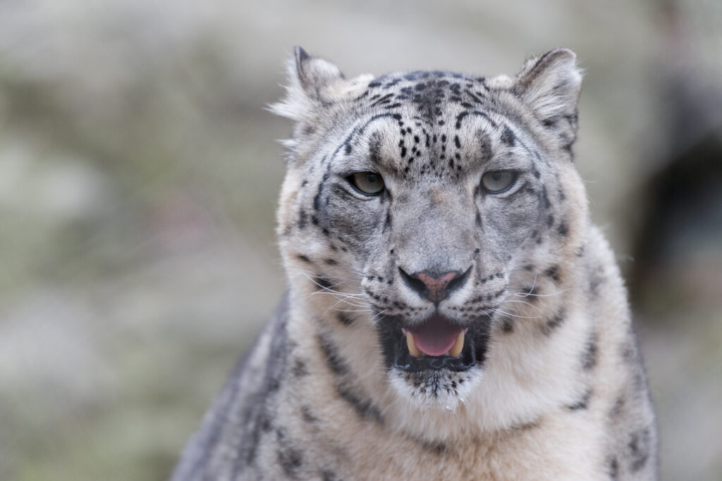 Snow Leopard Close-Up: Stunning Eyes & Fur Detail in Nature Wallpaper