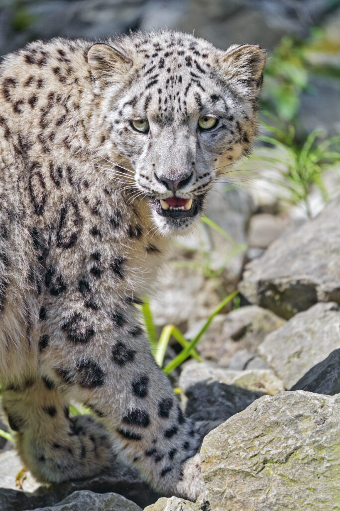 Stunning Snow Leopard Close-Up Wallpaper Among Rocky Terrain