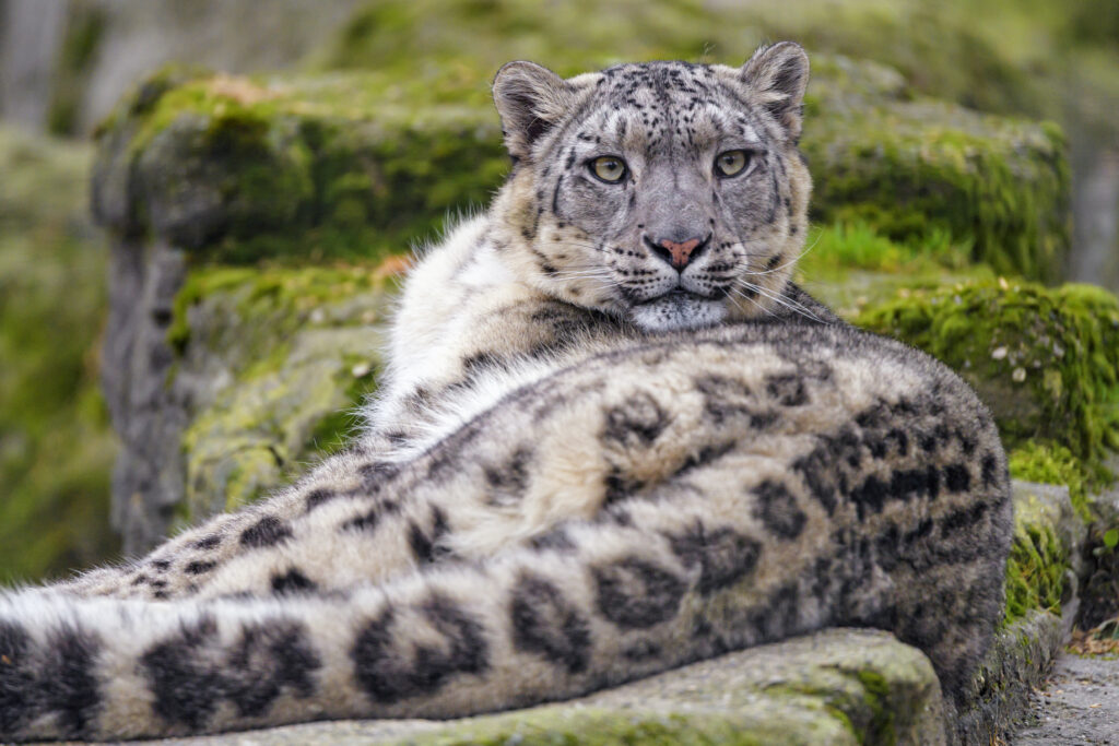 Stunning Snow Leopard Wallpaper: Majestic Irbis in Serene Habitat