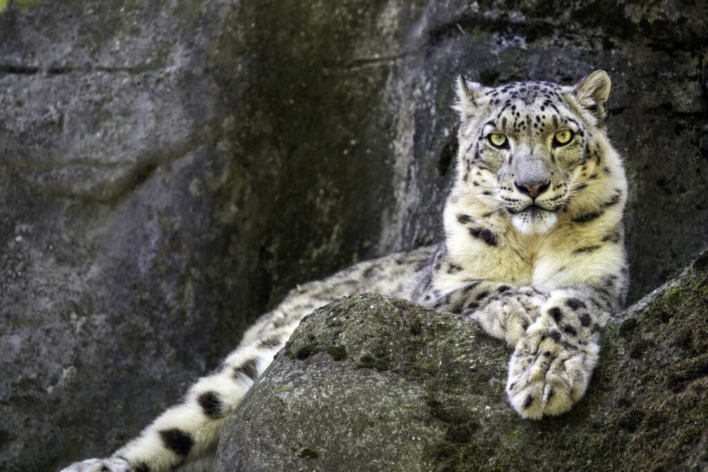 Majestic Snow Leopard on Stone Background - Stunning Wallpaper
