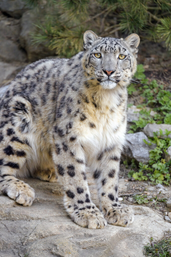 Stunning Snow Leopard Wallpaper: Graceful Irbis in Natural Habitat
