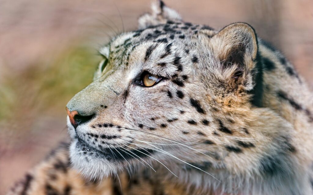 Stunning Snow Leopard Close-Up: Majestic Eyes and Spotted Fur Wallpaper