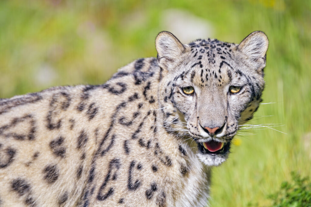 Intensity of a Snow Leopard: Majestic Wallpaper with Lush Background