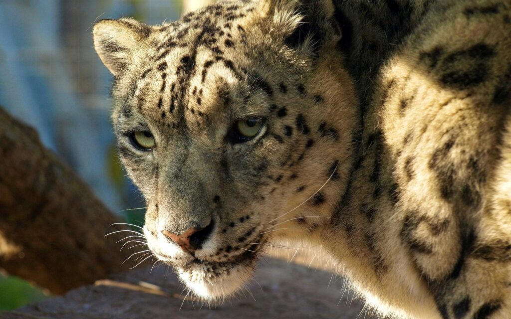 Majestic Snow Leopard Wallpaper: Intense Gaze & Stunning Features