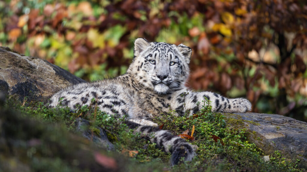 Stunning Snow Leopard Wallpaper: Majestic Irbis in Autumn Foliage