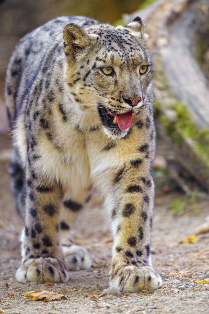 Majestic Snow Leopard Wallpaper: Stunning Irbis in Playful Pose