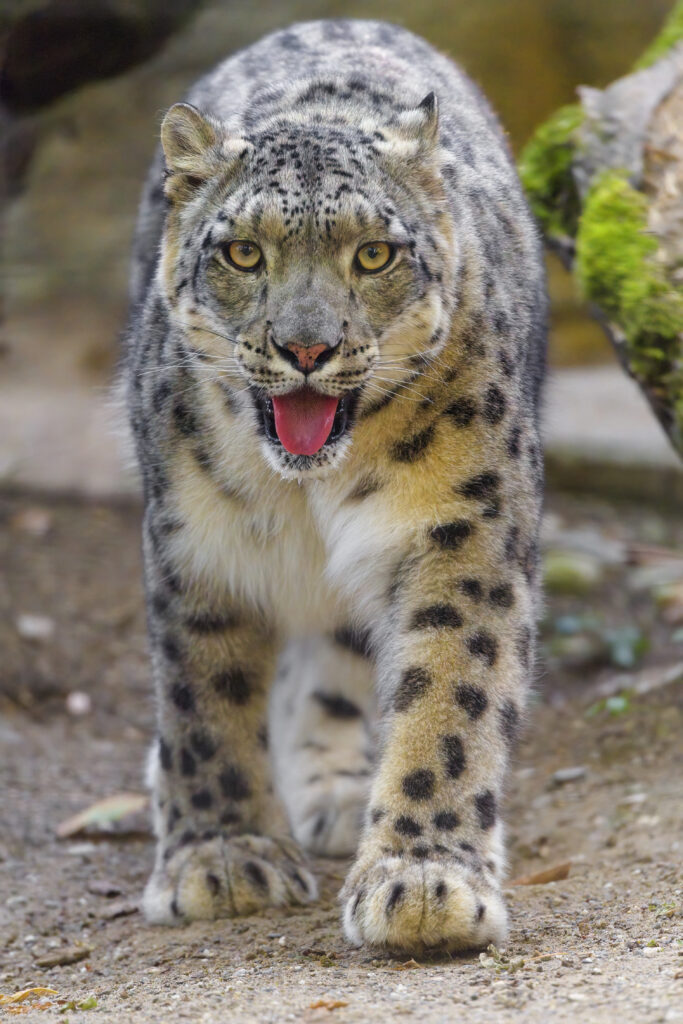 Stunning Snow Leopard Wallpaper: Majestic Irbis in Natural Setting
