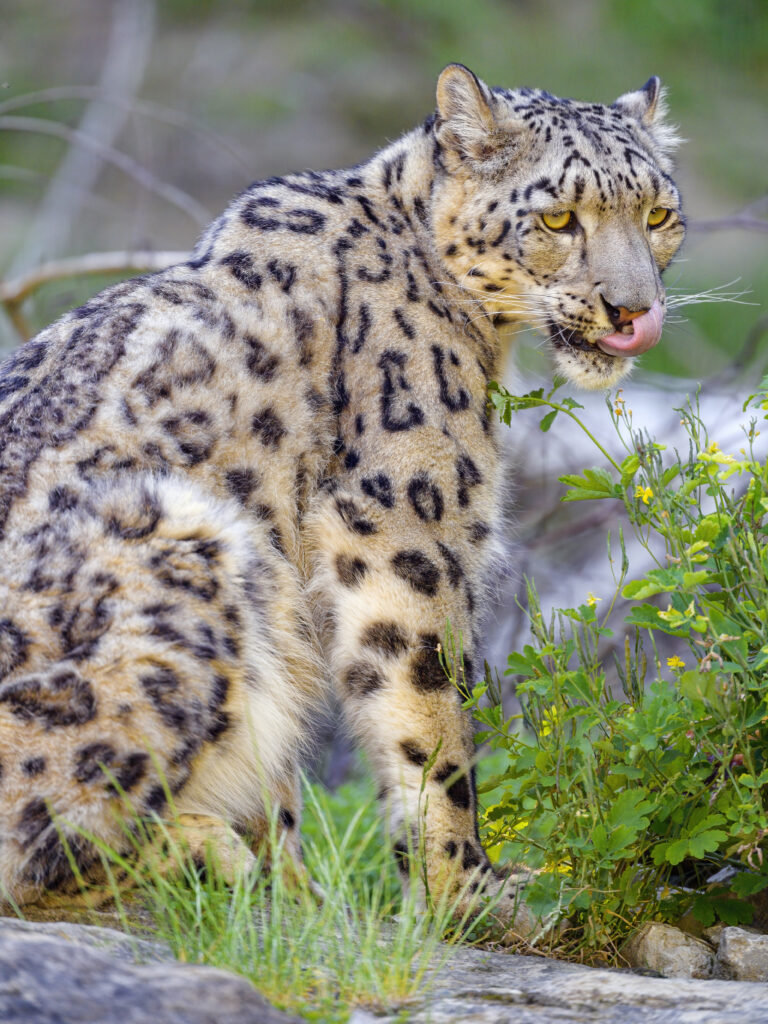 Snow Leopard Wallpaper: Majestic Irbis in Natural Greenery