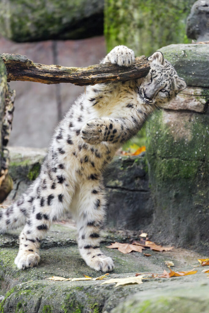 Stunning Snow Leopard Wallpaper: Natural Predator in Action