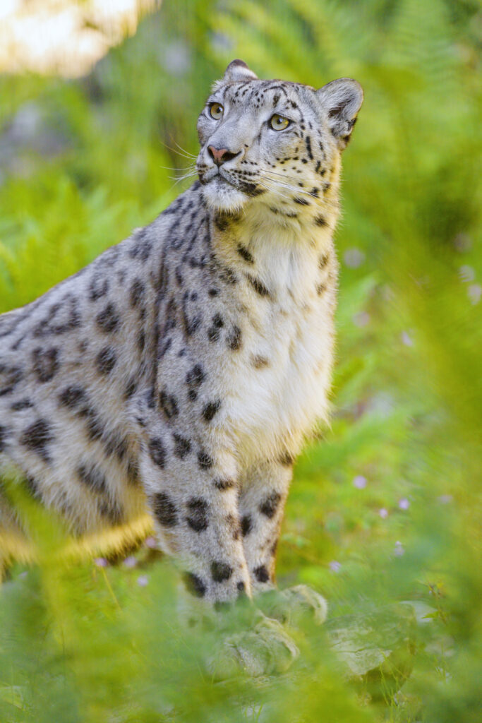 Majestic Irbis Wallpaper: Snow Leopard in Lush Green Background