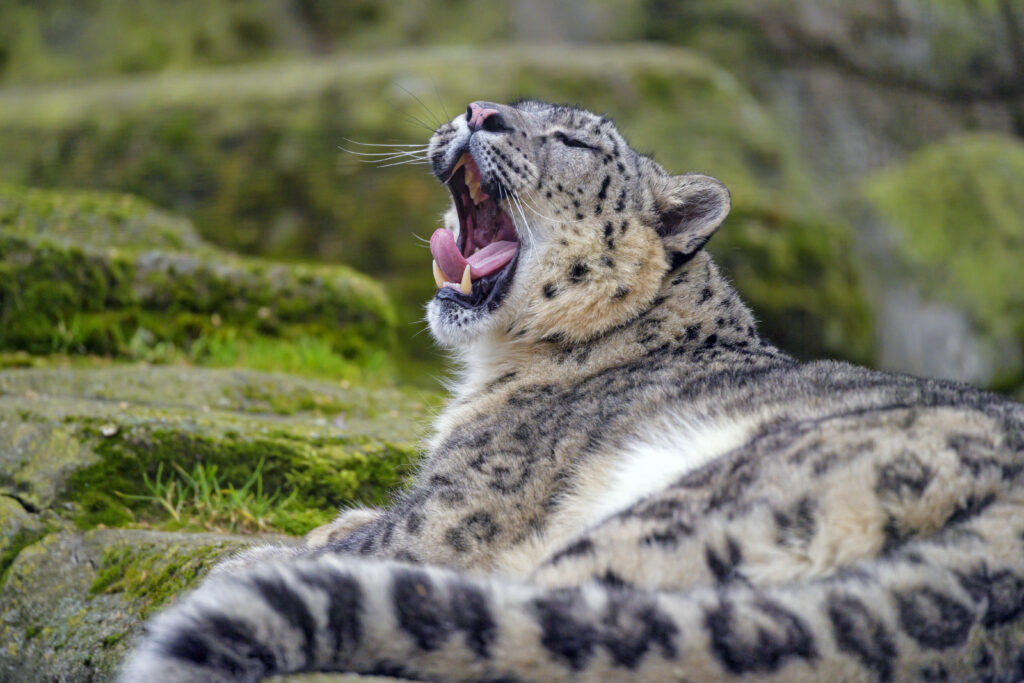 Snag a Stunning Snow Leopard Wallpaper: Majestic Irbis in Action