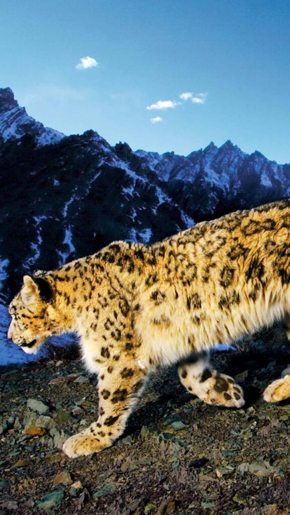 Stunning Snow Leopard iPhone Wallpaper Against Mountain Backdrop