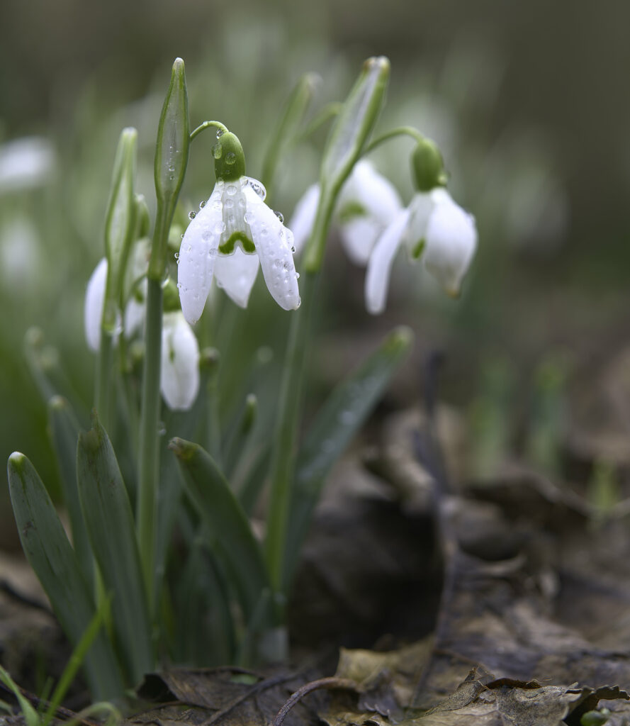 Stunning Macro Snowdrop Flower Wallpaper with Dewy Petals