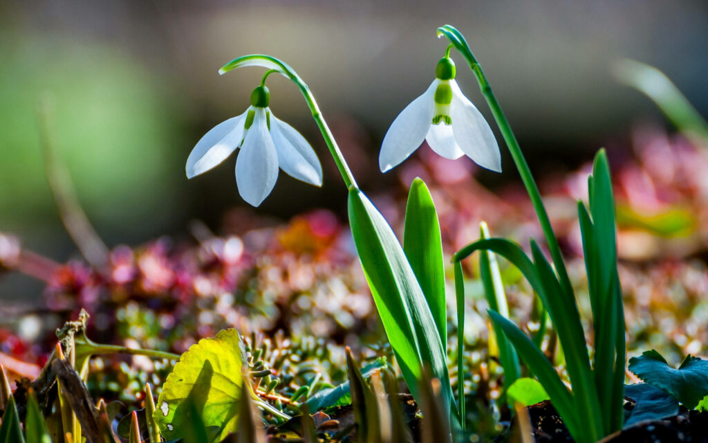Delicate Snowdrop Flowers Wallpaper in a Softly Blurred Background