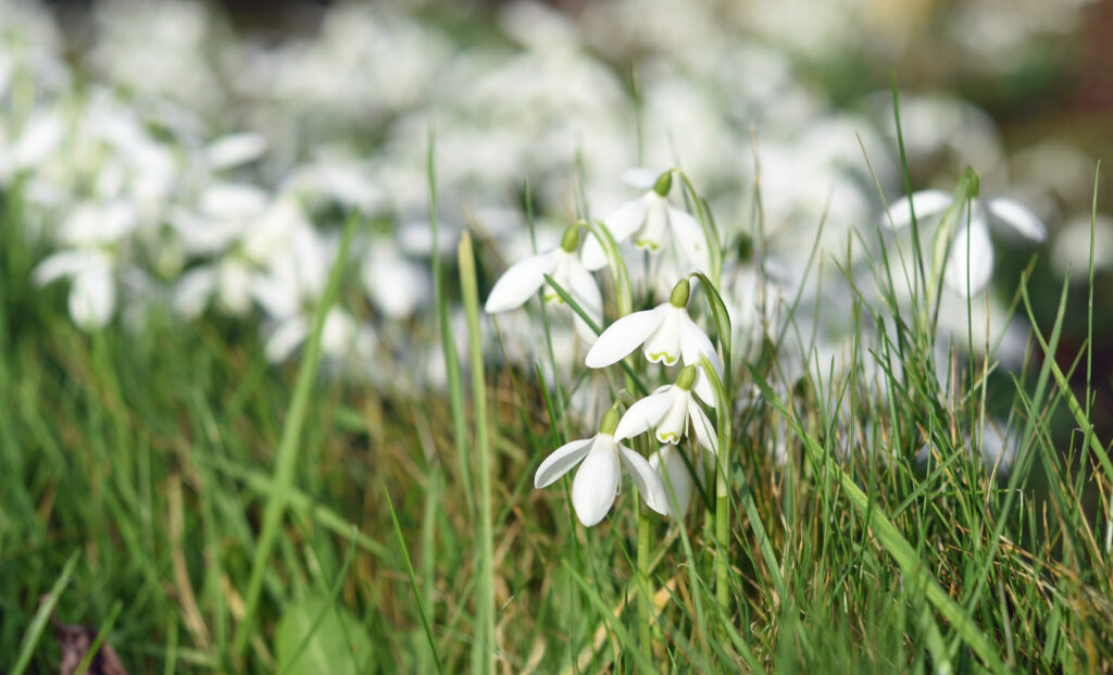 Stunning Snowdrops Wallpaper: Spring's Delicate Beauty in 4508x2736