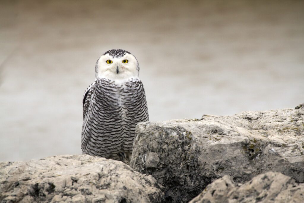 Stunning Snowy Owl Wallpaper: Serene Nature Scene in 5400x3600