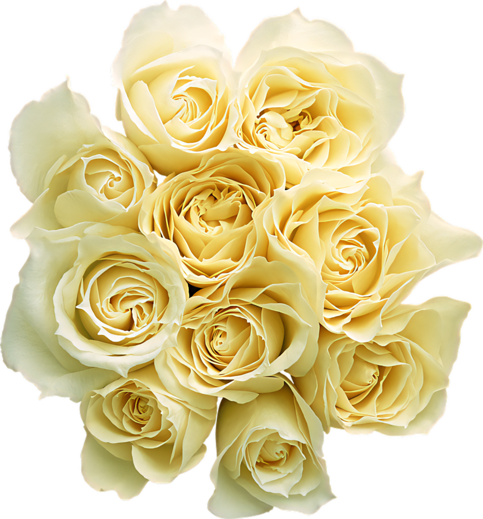 Elegant Soft Yellow Roses Bouquet on Transparent Background Wallpaper