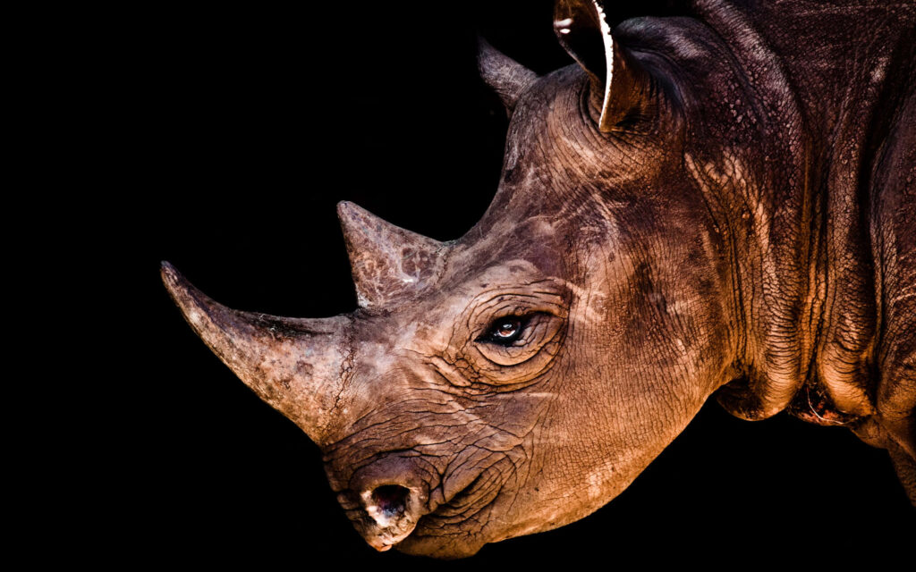 Striking Southern Black Rhinoceros Portrait on Dramatic Black Background Wallpaper