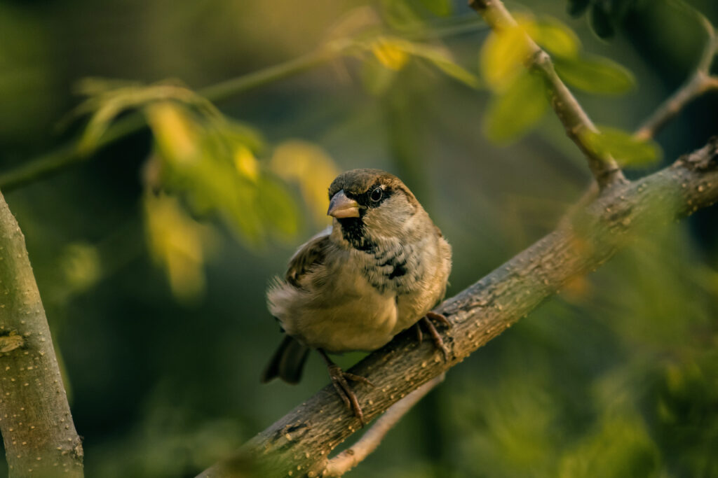 Stunning Sparrow Close-Up on Tree Branch with Blurred Background Wallpaper