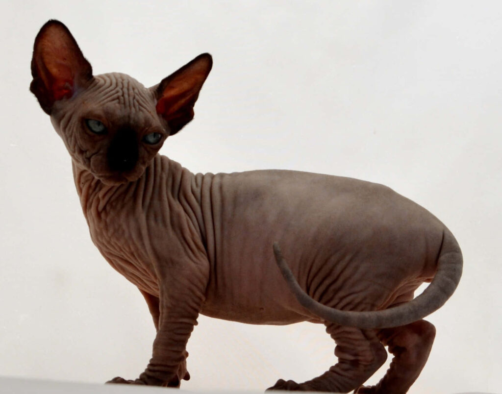 Captivating Hairless Sphynx Cat Wallpaper on Neutral Background