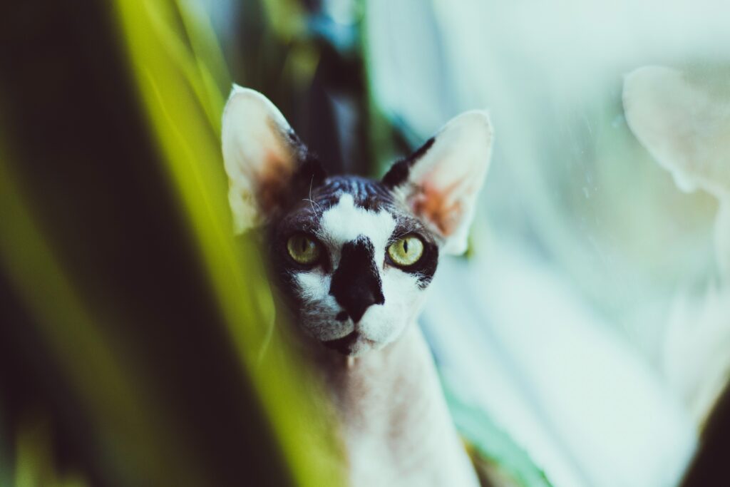 Striking Sphynx Cat Wallpaper with Unique Spots and Blurred Background