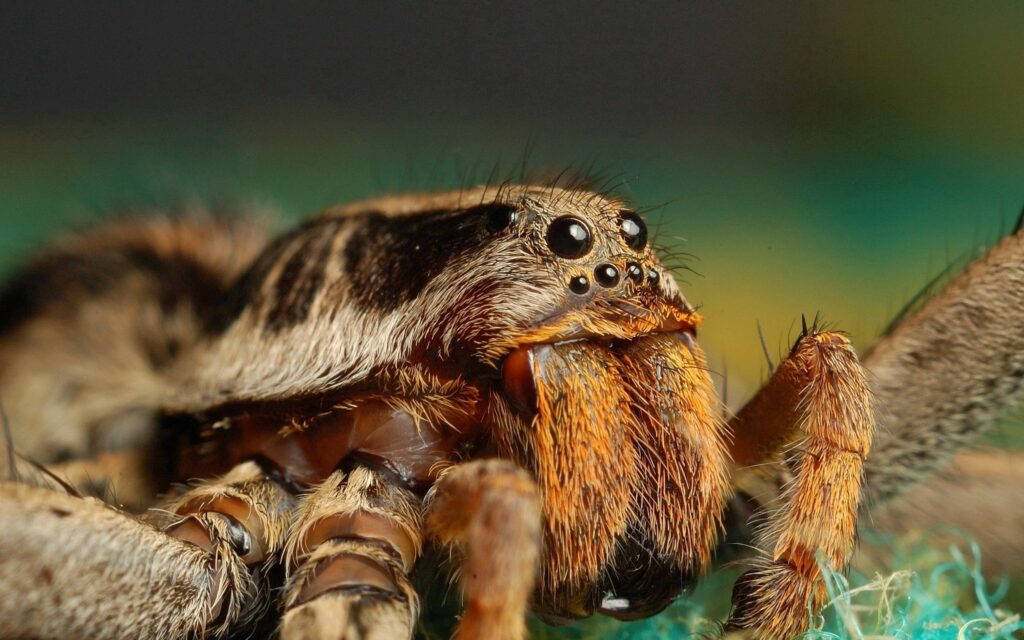 Intricate Spider Close-Up: Nature's Beautiful Design Wallpaper