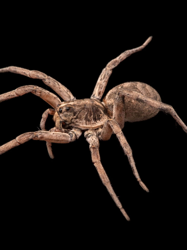 Intricate Spider Close-Up Wallpaper on Stark Black Background