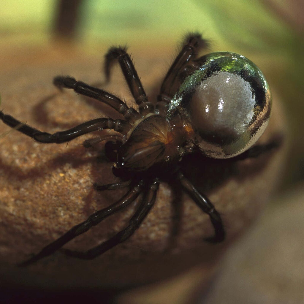 Intriguing Spider with Glass Orb: Captivating Nature Wallpaper