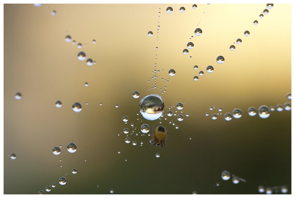 Stunning Spider Web with Dew Drops: Nature's Beauty Wallpaper