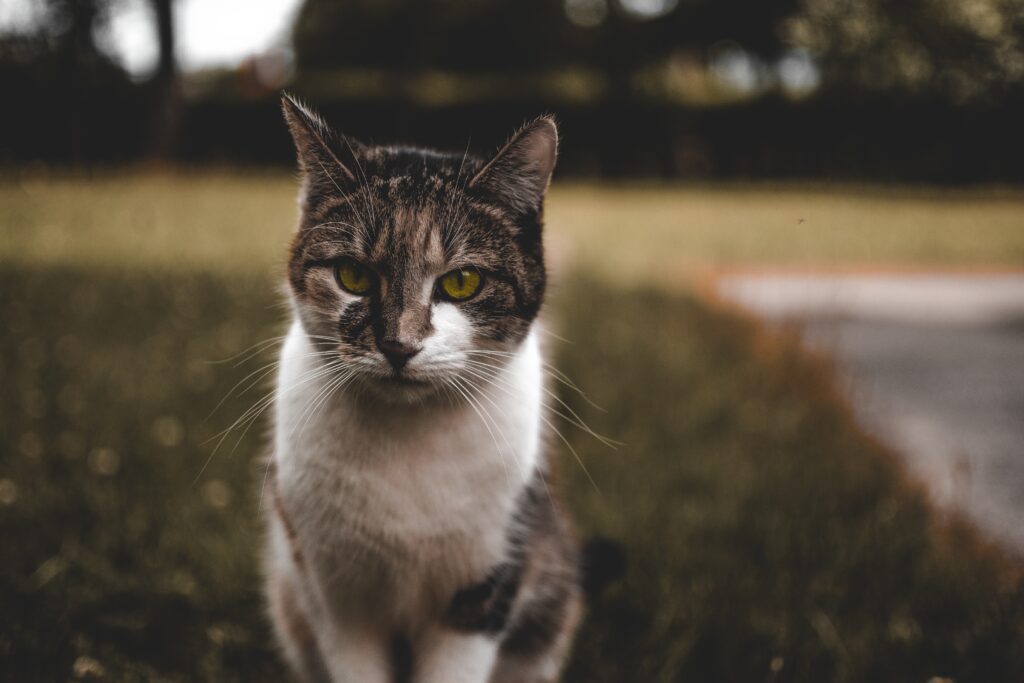 Expressive Spotted Cat Close-Up on Blurred Natural Background Wallpaper